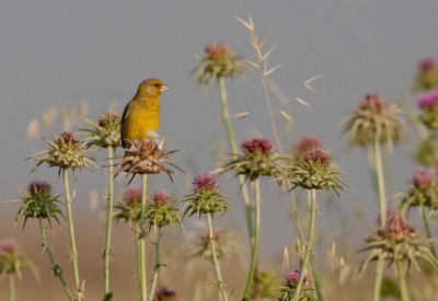 Greenfinch