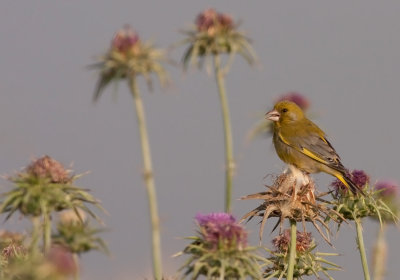 Greenfinch