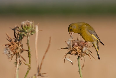 Greenfinch