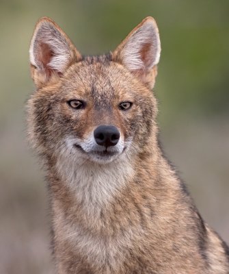 Golden Jackal