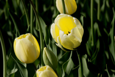 Tulip Festival Ottawa