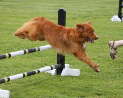 Dog Agility - June 28, 2009