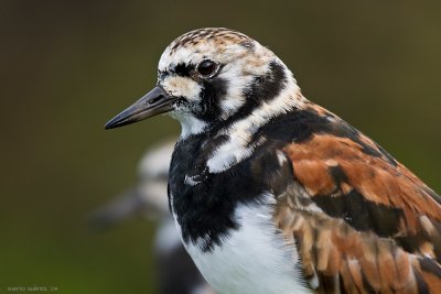 Really close to the turnstone.