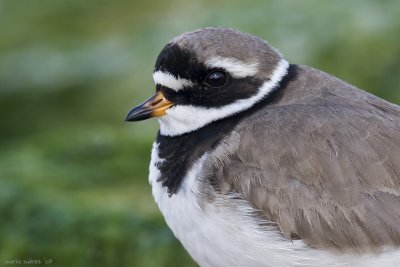 Really close to the Great ringed plover.