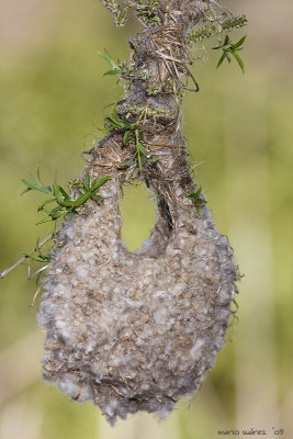 A detail of one nest.