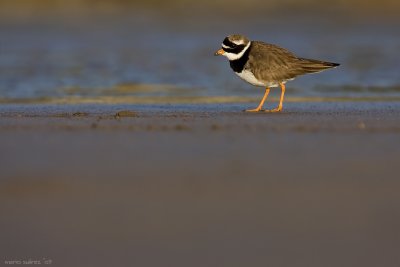 Composition on Great ringed plover.