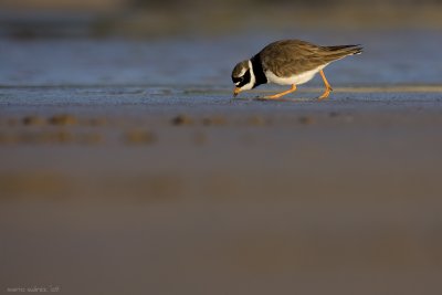 Composition on Great ringed plover II.