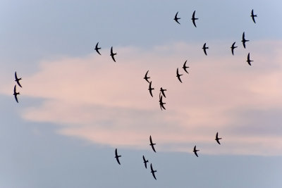Swifts at dawn.