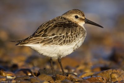 Really close to the Dunlin.
