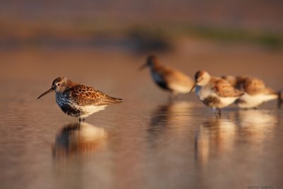 Group of dunlins.