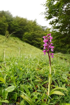 Orchis gr. mascula.