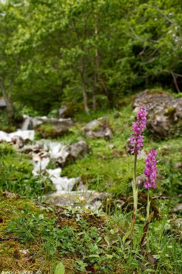 Orchis at  Ventaniella river.