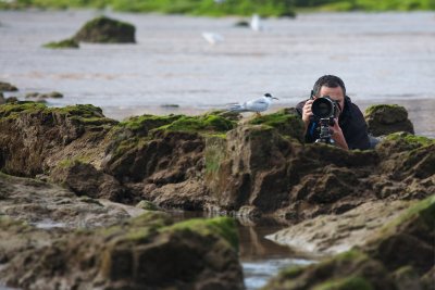 Close to the Sterna hirundo II.