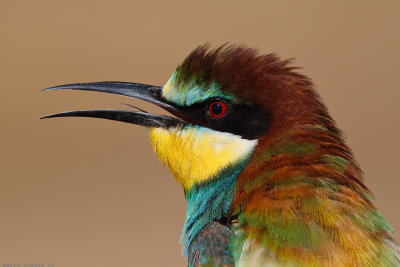 The tongue of the bee-eater.