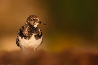 Turnstone and colors.