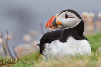 Puffins look.