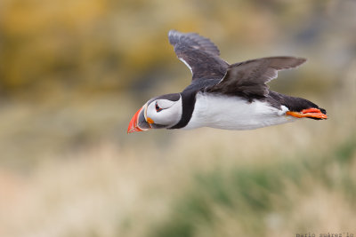 Flying puffin.