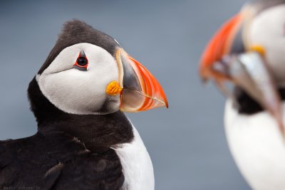 Puffins composition.