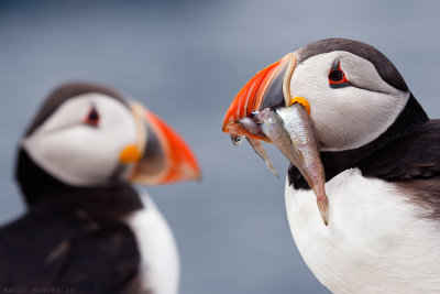 Puffin´s composition II.