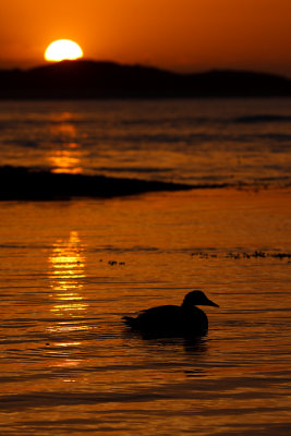 Sunset eider II .