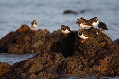 A group of seven.