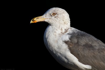 larus_fuscus