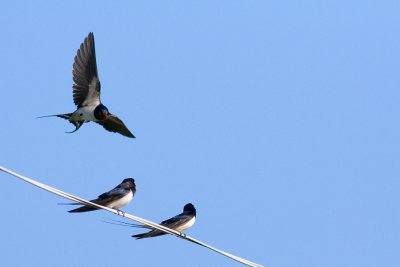 Barn Swallow