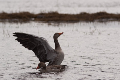 Greylag Geese in grey weather