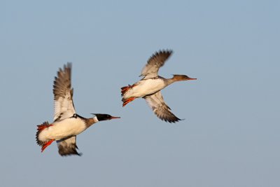 Red-breasted Merganser