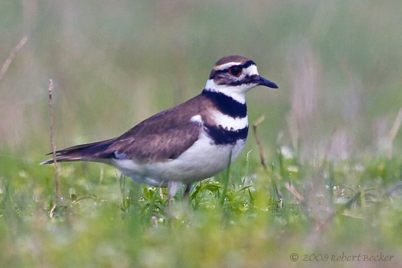 Killdeer