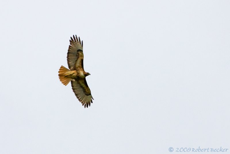 Red Tailed Hawk