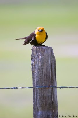 Yellow Headed Blackbird