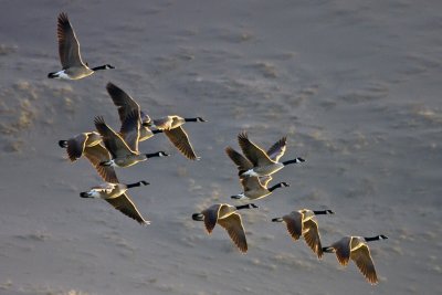 Canada-Geese-in-Flight