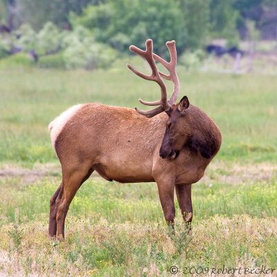 Elk