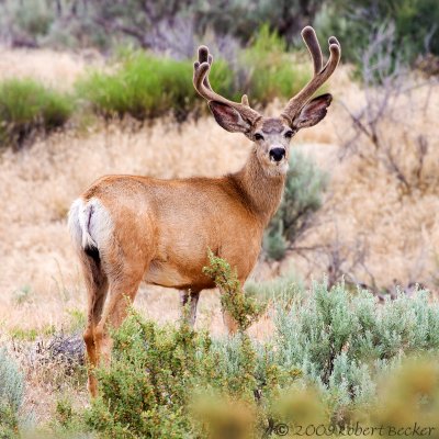 Mule Deer