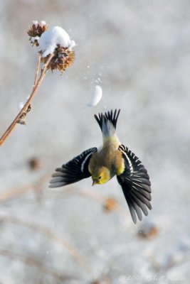 American Goldfinch