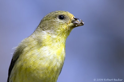 Goldfinch
