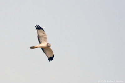 Northern Harrier