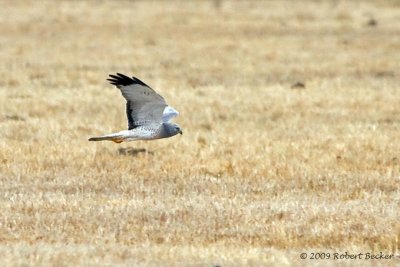 Northern Harrier