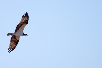 Osprey