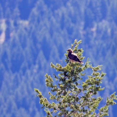 Redtail Hawk