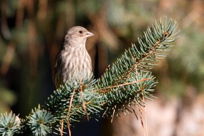 Siskin