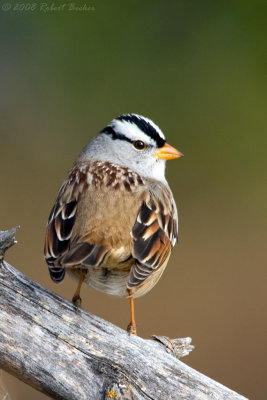 White Crowned Sparrow