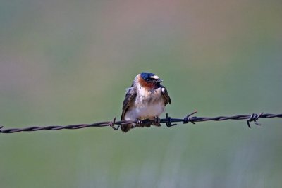 Cliff Swallow
