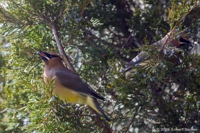 Cedar Waxwing