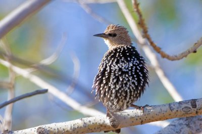 Starling.jpg