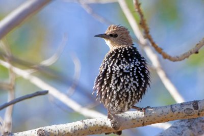 Starlings