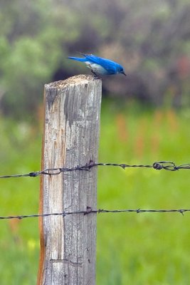 Mountain Bluebird