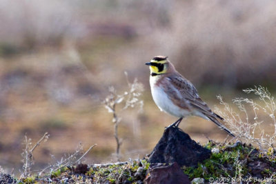 Horned Lark