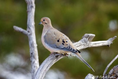 Mourning Dove